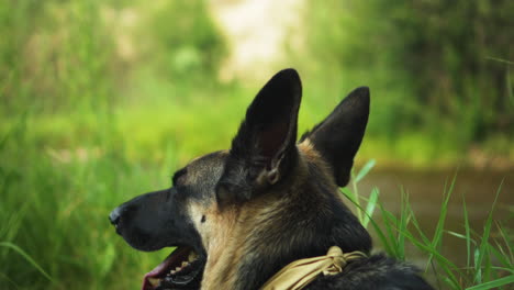 Fly-annoys-German-Shepherd-dog-lying-down-in-grass-on-river-bank
