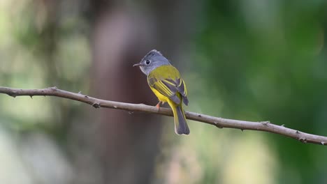 Grey-headed-Canary-flycatcher,-Culicicapa-ceylonensis,-Khao-Yai-National-Park,-UNESCO-World-Heritage,-Thailand