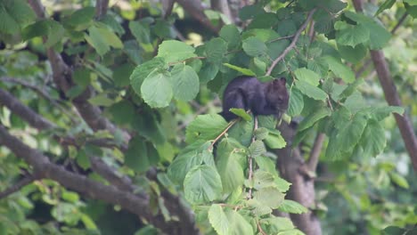 Süßes-Braunes-Eichhörnchen-Sammelt-Haselnüsse-Auf-Dem-Baum