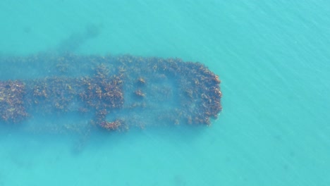 Seaweed-growing-on-old-sunken-ship-in-clear-blue-water-of-Iceland,-aerial