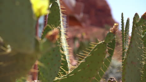 Close-Up-of-Cactus-Plants-in-Dry-Desert-Landscape-of-Valley-of-Fire-State-Park,-Nevada-USA,-Selective-Focus,-Full-Frame