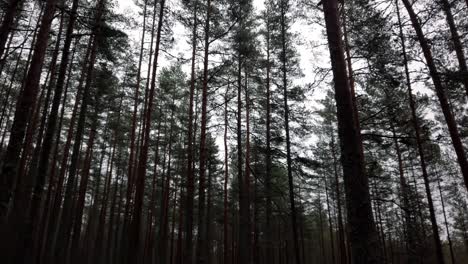 Estland,-Lahemaa-Nationalpark,-Viru-Raba-Aussichtsturm,-Natur-Und-Bäume-Am-Ende-Des-Touristenpfades