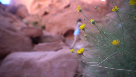 Junge-Wanderin,-Die-Auf-Roten-Felsen-Durch-Wilde-Blumen-Im-Valley-Of-Fire-State-Park,-Nevada,-USA,-Selektiver-Fokus,-Vollbild,-Spazieren-Geht