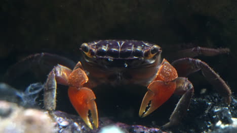 Eine-Rote-Krabbenkrabbe-Pickt-Mit-Ihren-Krallen-Nach-Nahrung