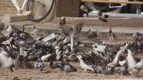 Pigeon-feeding-on-street-steps-Valencia,-Spain-4k-60fps