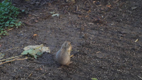 Cute-and-small-black-tailed-prairie-dog-eating-in-natural-environment