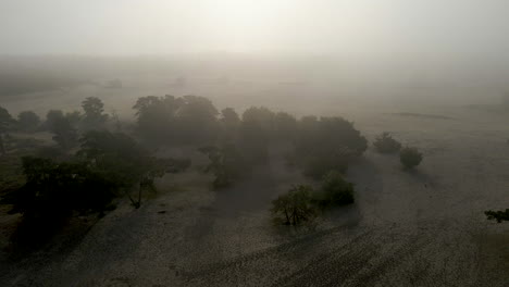 Antenne-Von-Bäumen,-Die-In-Nebelbedeckten-Sanddünen-Stehen