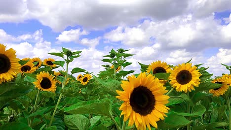 Schwenk-Links-Neben-Sonnenblumen-Auf-Einem-Sich-Im-Wind-Wiegenden-Feld-Unter-Blauem-Himmel-Mit-Schönwetterwolken