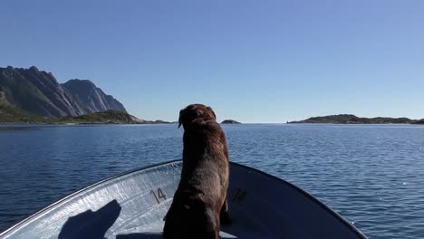 Ein-Hund-Auf-Einem-Boot