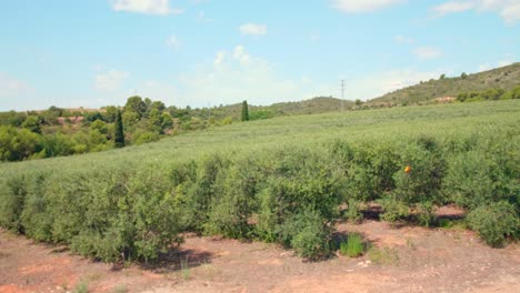Rows-Of-Olive-Trees-At-The-Field-Cultivated-To-Produce-Olive-Oil-In-Spain