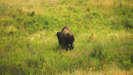 Un-Bisonte-Norteamericano-Pastando-En-Las-Praderas-De-La-Cordillera-Nacional-De-Bisontes-En-Montana