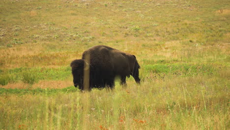 Ein-Bison,-Der-Auf-Den-Präriegräsern-Der-National-Bison-Range-In-Montana-Weidet