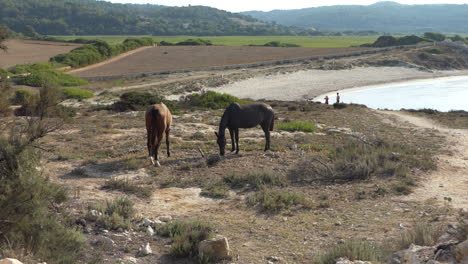 Horses-feeding-near-the-coast-of-Menorca-Island,-sea-and-countryside-in-the-background