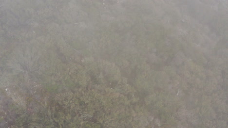 Drone-Acercándose-Lentamente-A-Los-Arbustos-En-La-Ladera-De-La-Montaña