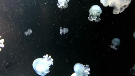 Jellyfish-swimming-in-black-background