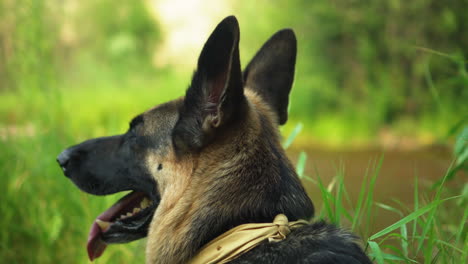 Deutscher-Schäferhund-Sitzt-Und-Keucht-Mit-Seiner-Zunge,-Die-An-Einem-Hellen-Sonnigen-Tag-Neben-Einem-Fluss-Hängt