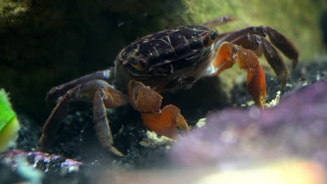 Eine-Rote-Krabbenkrabbe-Frisst-Nahrungspartikel