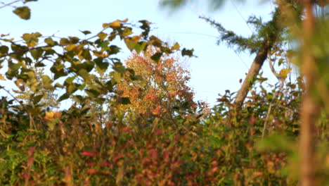 Herbstfarben-Blätter.-Rack-Fokus-Und-Statische-Ansicht