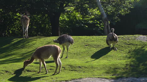 Emus-and-Vikunja-basking-in-sun-in-zoo-setting-outdoor