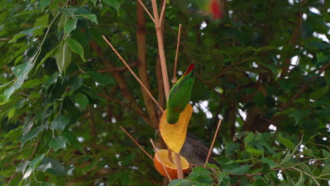 Beautiful-B´blue-crowned-hanging-parrot--eating-fruit-from-tree