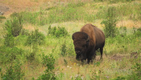 American-Buffalo-taking-a-break-from-grazing,-chewing-its-cud