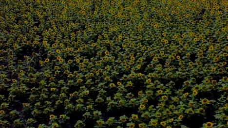 Reverse-birds-view-Drone-flight-over-yellow-blooming-sunflower-field-and-cloudy-sky