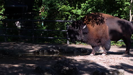 Großer-Amerikanischer-Büffel-Oder-Bison,-Der-Aus-Dem-Wasserloch-Im-Schatten-Trinkt