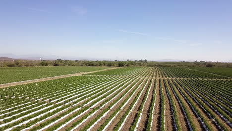 Drone-shot-tomato-farmland-sown-in-ditches,-Mazatlan-Mexico