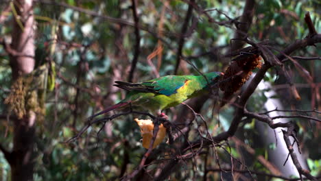 Australian-Swift-Parrot--in-tree-top-eating-fruit