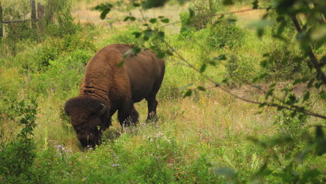 Cerca-De-Un-Gran-Bisonte-Americano-Pastando-Alegremente-En-La-Reserva-Nacional-De-Bisontes-En-Montana-En-Un-Día-Soleado
