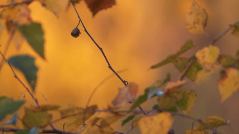 Verschwommenes-Gelbes-Herbstlaub,-Das-Sich-Langsam-In-Einen-Ast-Im-Fokus-ändert,-Nahaufnahme