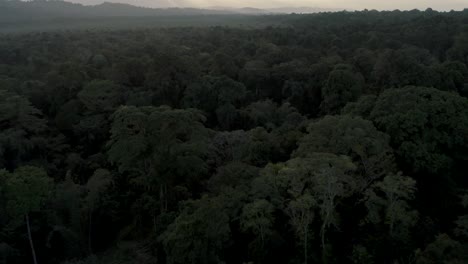 Cinematic-jungle-canopy-flight,-showing-dense-concentration-of-trees