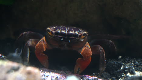 Eine-Rote-Krabbenkrabbe-Bewegt-Ihren-Mund-Und-Nimmt-Nahrung-Auf