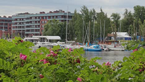Blumen-Am-Ufer-Des-Yachtclubs-An-Der-Newa-Auf-Der-Insel-Yelagin,-St