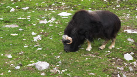 Moschusochsenbulle,-Der-Gras-Auf-Der-Weide-Frisst