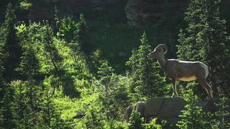 Bighorn-Sheep-are-a-common-sighting-on-the-Highline-Trail-in-Glacier-National-Park-near-Logan-Pass