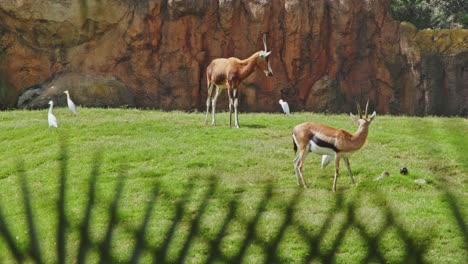 Gazelles-grazing-in-Valencia-Biopark-Spain-4k-24fps