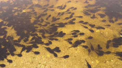 Lot-of-tadpoles-in-water-4k