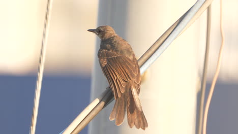 Brown-eared-bulbul-Spreading-Its-Wings-While-Perching-On-A-Power-Cable