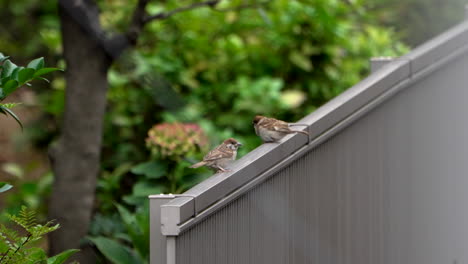 Cute-Sparrows-Perching-On-The-Fence---selective-focus