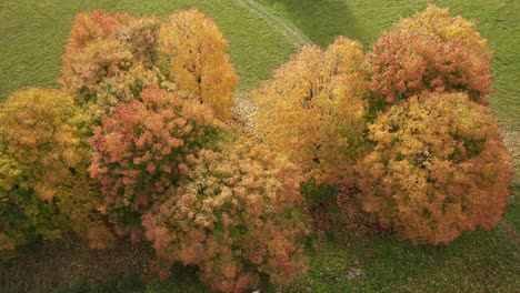 Antenne:-Rotierende-Aufnahme-Von-Bäumen-Mit-Fallenden-Goldenen-Blättern-Im-Herbst