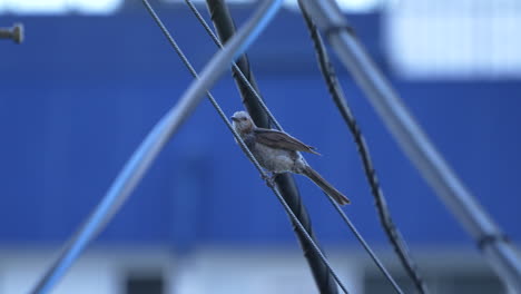 View-Of-A-Brown-eared-Bulbul-Perching-On-A-Wire-Outdoors---close-up