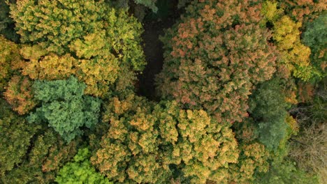 AERIAL:-Top-Down-Shot-of-Trees-Waving-in-a-Wind-in-Autumn-Season-on-a-Cloudy-Day