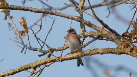 Der-Brambling-Vogel-Im-Herbstzug-Sitzt-Auf-Einem-Baum,-Der-Blauen-Hintergrund-Füttert
