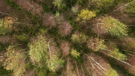 AERIAL:-Top-Down-Close-up-Shot-of-Forest-on-a-Sunny-Day-in-Autumn