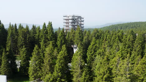Drone-Hacia-Pohorje-Treetop-Walk-Rodeado-De-Dosel-De-Coníferas-En-Rogla,-Eslovenia