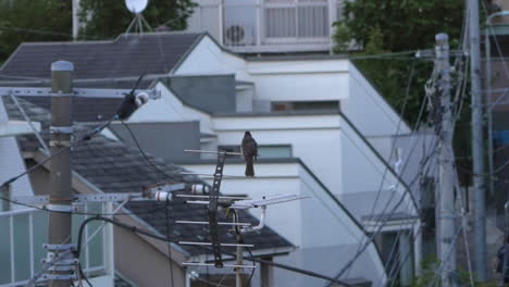 Bulbul-De-Orejas-Marrones-Descansando-Sobre-Una-Antena-En-Una-Zona-Residencial-En-Tokio,-Japón---Cerrar