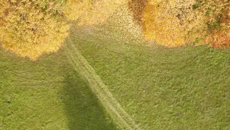AERIAL:-Top-Down-Shot-of-Trees-with-Falling-Golden-Leaves-in-Autumn