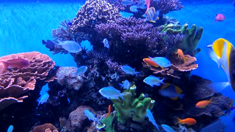Aquarium-Voller-Tropischer-Fische