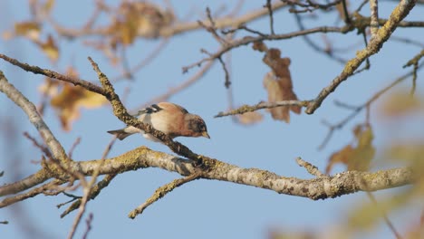 The-brambling-bird-in-autumn-migration-sitting-on-tree-feeding-blue-background